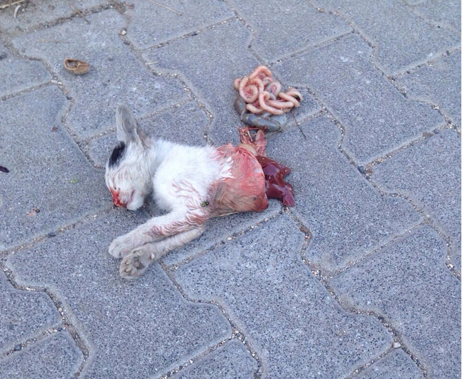 Yine Satanistler, Yine Kedi Kesti İddiası Muratlı Hizmet Gazetesi Resmi