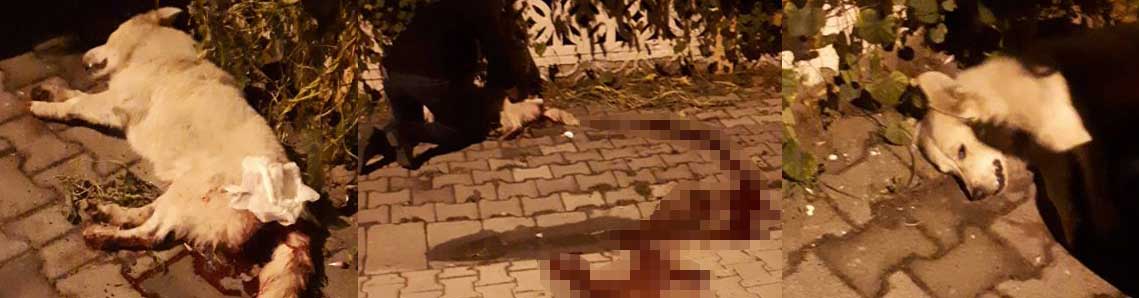 Köpeğe maganda kurşunu iddiası
